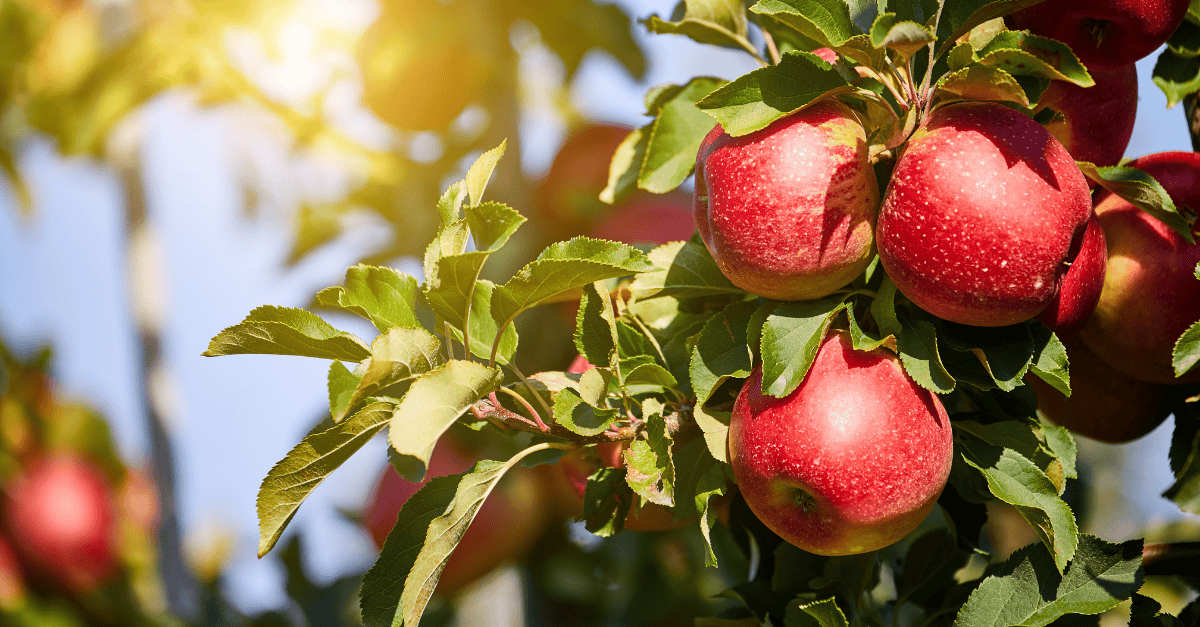 Odšťavňovač na jablka